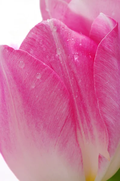 很多的粉红郁金香 — 图库照片