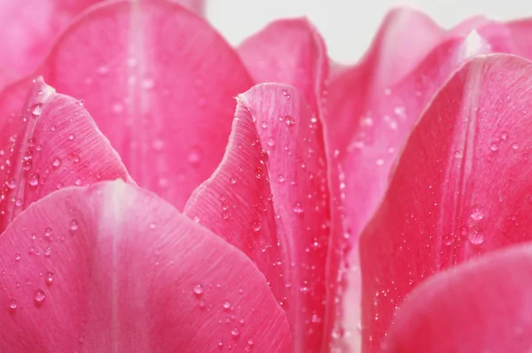 Viele rosa Tulpen mit Wassertropfen. — Stockfoto