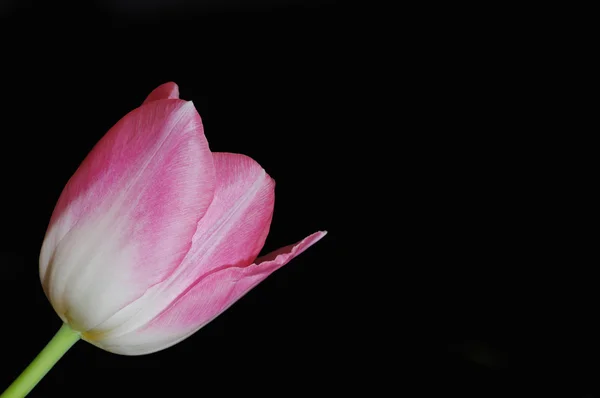 Tulipán rosa — Foto de Stock