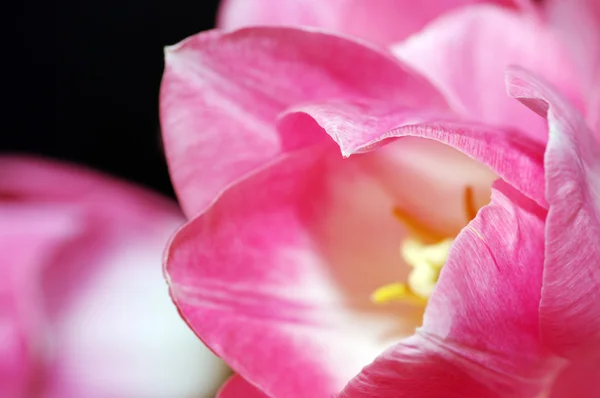 Muchos tulipanes rosados —  Fotos de Stock