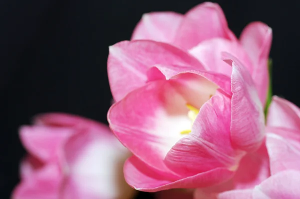 Muchos tulipanes rosados — Foto de Stock