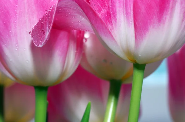 粉色花瓣 — 图库照片