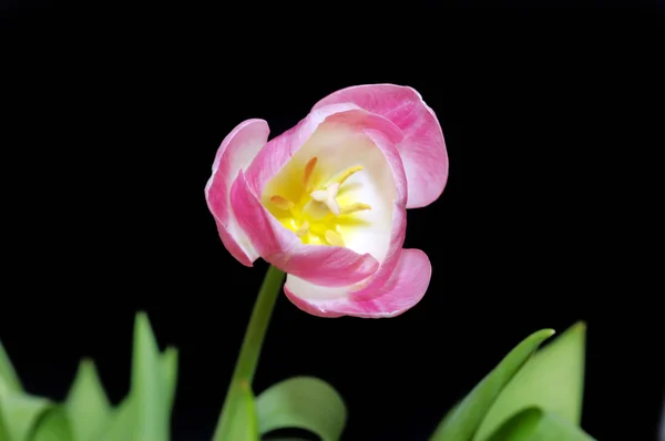Pink tulip on a black background — Stock Photo, Image