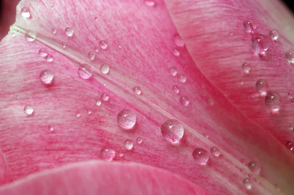 Viele rosa Tulpenblätter — Stockfoto