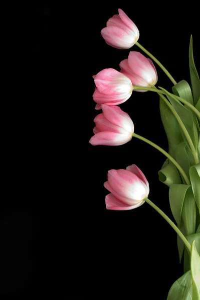 Mnóstwo różowe tulipany — Zdjęcie stockowe
