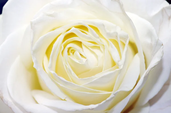 stock image A close-up of white rose petals