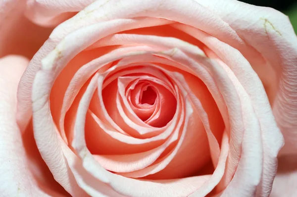 Rosa Rosenblätter — Stockfoto