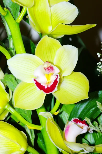 Yeşil zemin orkide — Stok fotoğraf