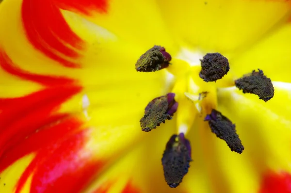 Tulipán rojo y amarillo — Foto de Stock