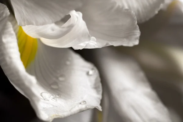Turuncu pot kadife çiçeği alanındaki sarı çiçek — Stok fotoğraf