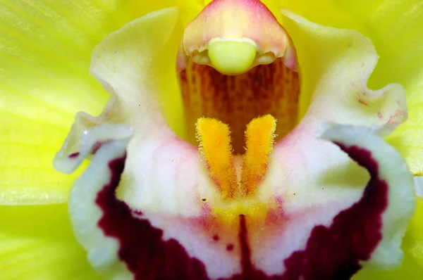 Orquídea verde —  Fotos de Stock