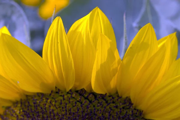 Zonnebloem close-upAyçiçeği yakın çekim — Stockfoto