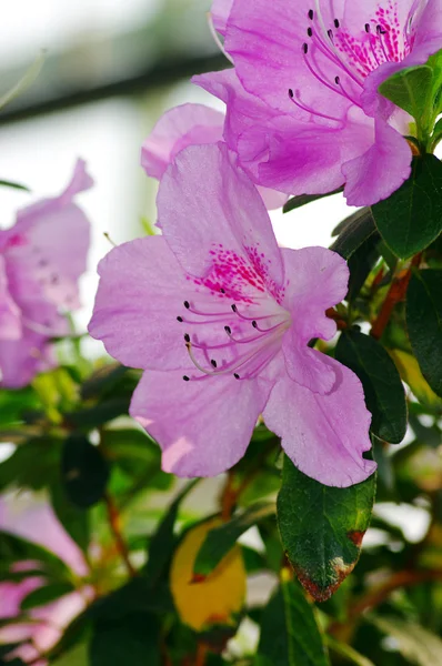 Close-up de flores Azalea . — Fotografia de Stock