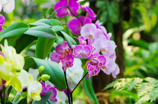 Orchideeën portret — Stockfoto