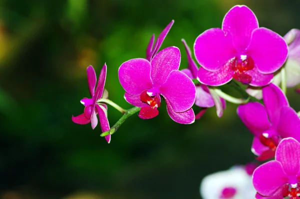 Een paarse orchidee — Stockfoto