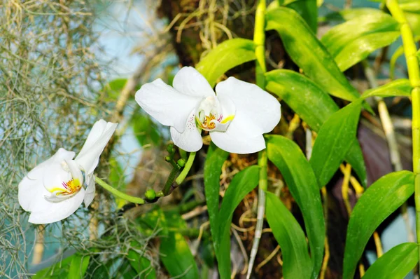 Retrato da orquídea — Fotografia de Stock