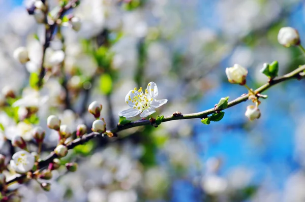 White apricot flowers — Stock Photo, Image