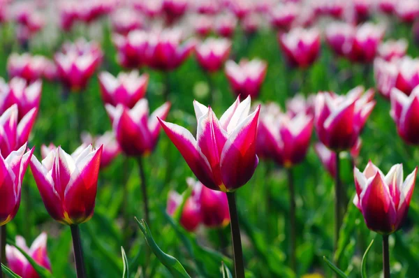 Pole růžových tulipánů — Stock fotografie