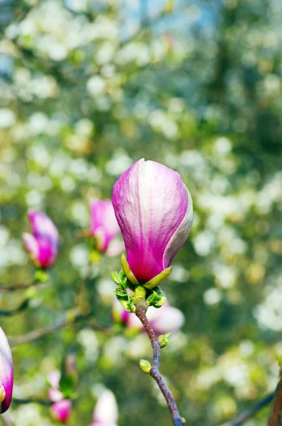 Purple magnolia flowers — Stock Photo, Image