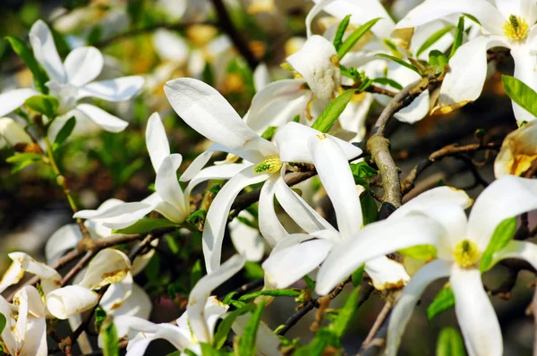 Kwitnące drzewo magnolii wiosną — Zdjęcie stockowe
