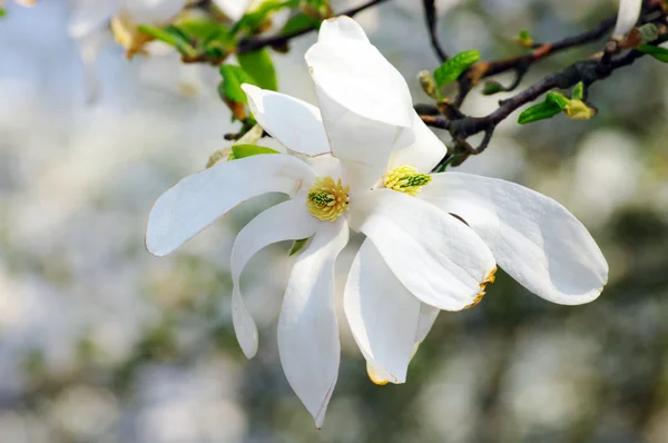 stock image Close-up flower of Magnolia