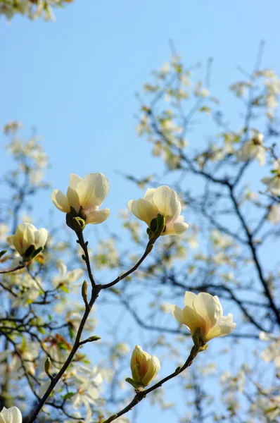 Frühlingsblüten einer Magnolie — Stockfoto