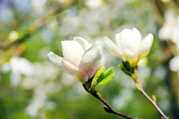Frühlingsblüten einer Magnolie — Stockfoto