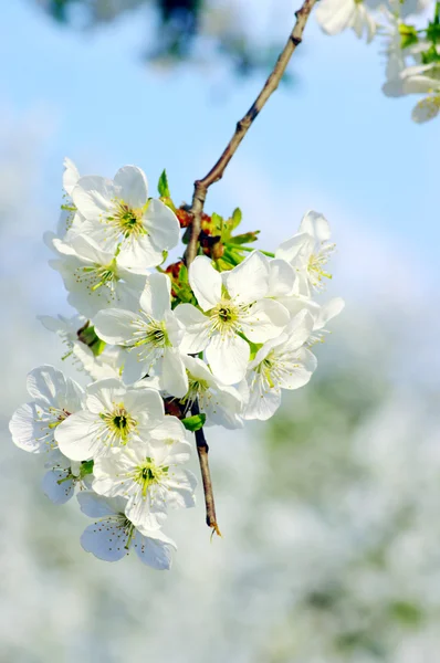Κερασιά με λευκά άνθη — Φωτογραφία Αρχείου