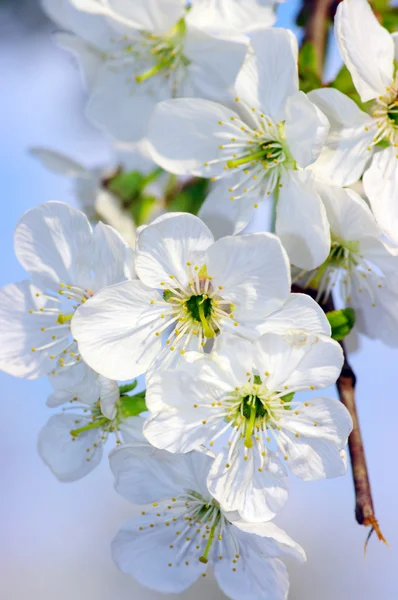 Rama de árboles con flores de cerezo — Foto de Stock