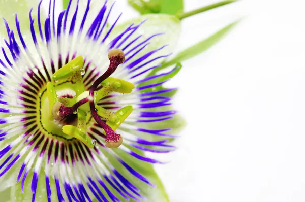 Пурпурний Passionflower — стокове фото