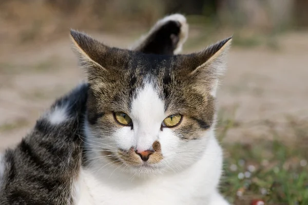 CAT PORTIT берут с помощью макролинз — стоковое фото