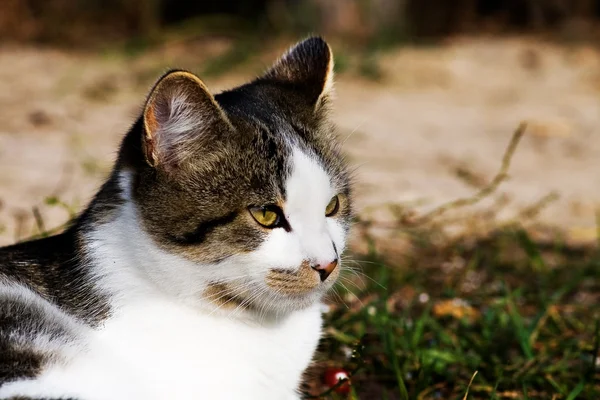 Γάτα πορτρέτο λάβει με φακό macro — Φωτογραφία Αρχείου