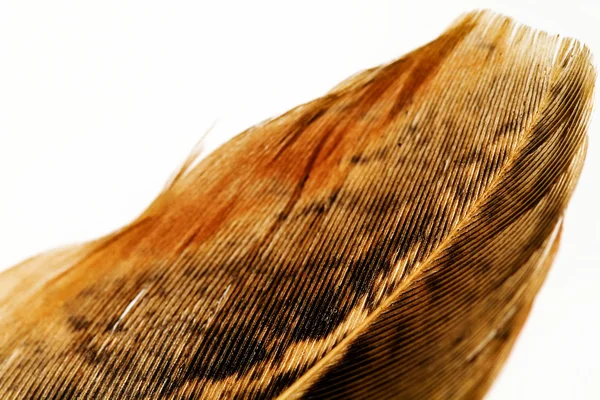 Bažantí peří křídla — Stock fotografie