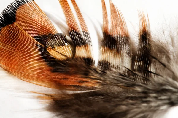 Fazant vleugel verenkleed — Stockfoto