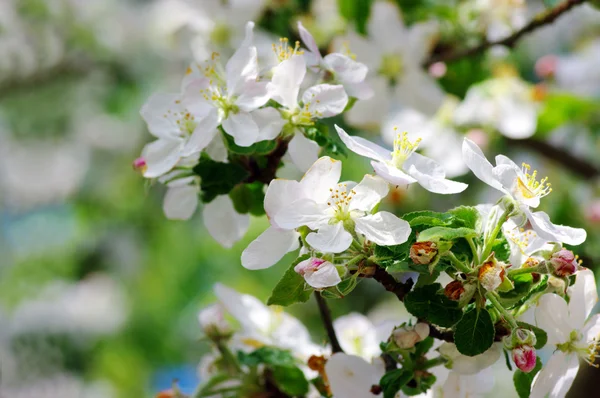 Apple blommor närbild. — Stockfoto