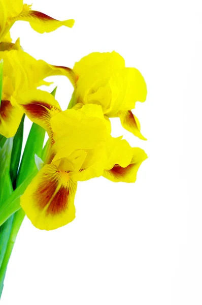 Gelbe Irisblüte — Stockfoto