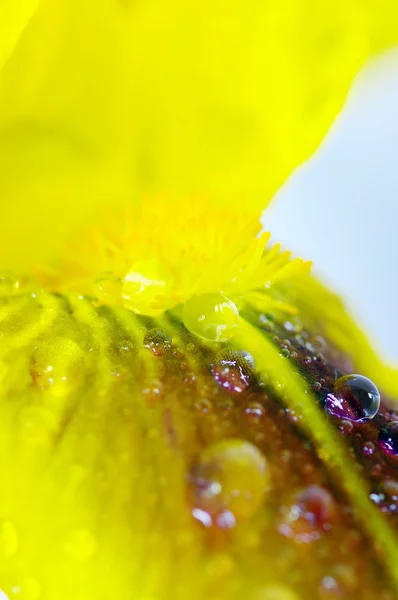 Желтый цветок радужки — стоковое фото