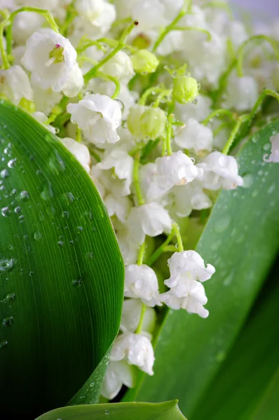 Lily-of-the-vis — стоковое фото