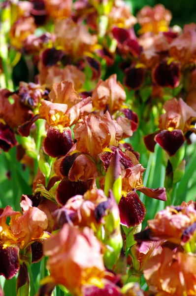 Primer plano del iris lila — Foto de Stock