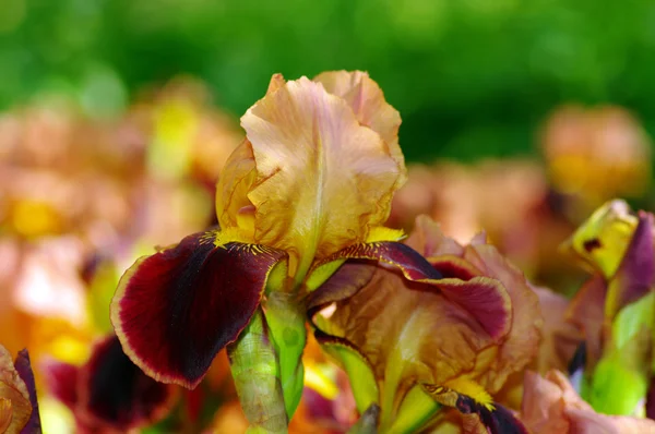 Close-up of lilac iris — Stock Photo, Image
