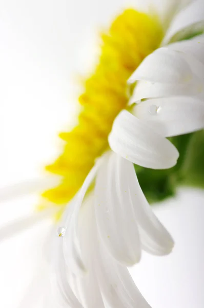 Weiße Kamillenblüte in Nahaufnahme — Stockfoto