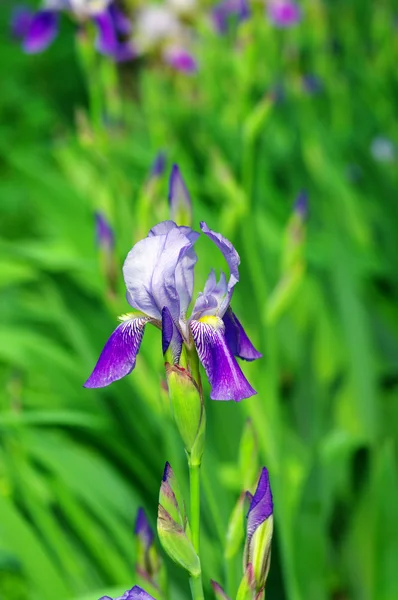 Blue iris — Stock Photo, Image