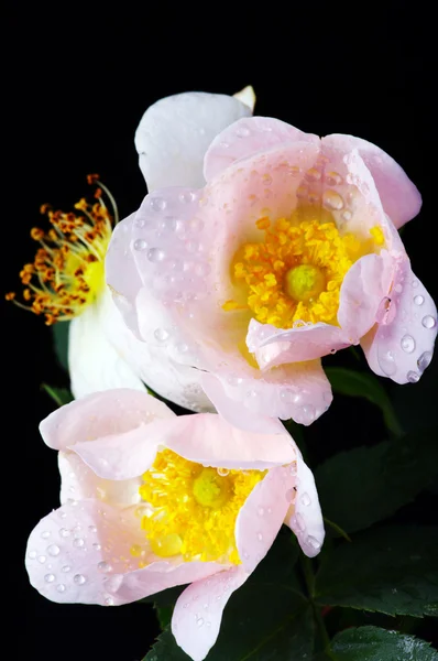 stock image Pink flowers