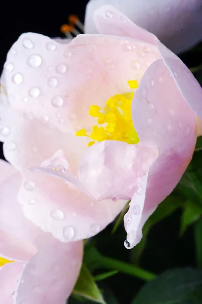 Ροζ λουλούδια από ένα σκυλί-τριαντάφυλλο — Φωτογραφία Αρχείου