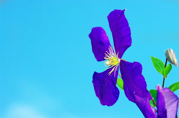 Violeta clematis — Fotografia de Stock
