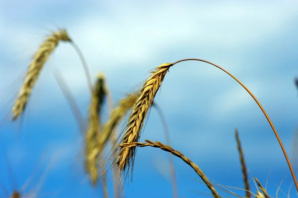 Zlatá pšenice na rostlině. — Stock fotografie