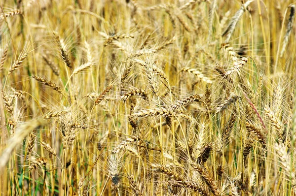 Золота пшениця на рослині . — стокове фото