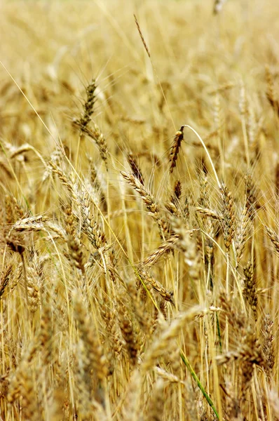 Zlatá pšenice na rostlině. — Stock fotografie