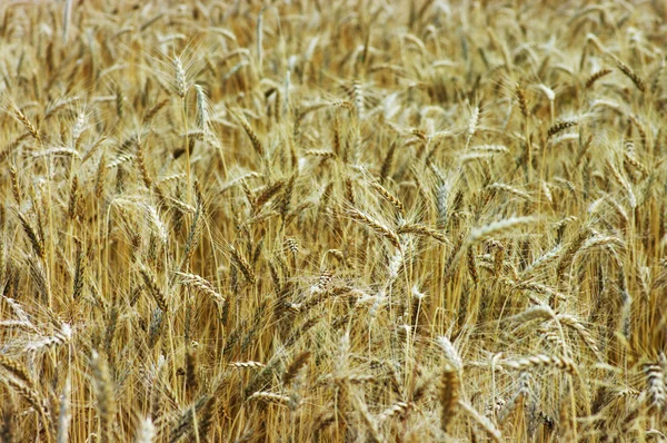 Pšenice Golden feald — Stock fotografie