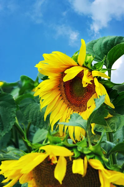 Erstaunliche Sonnenblume — Stockfoto